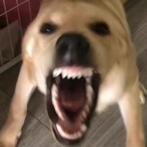 没有狗哥的歌