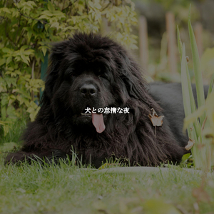 Suave Music for Latte Dreams