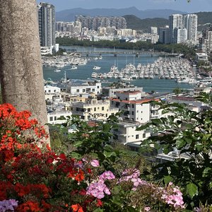 花的旅途
