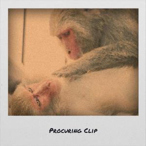Procuring Clip