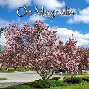 Oh Magnolia (Live)