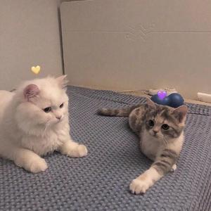 茧(1)（翻自 周深）