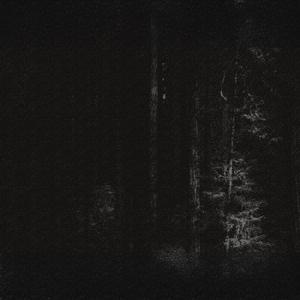 In the Shadows of the Trees