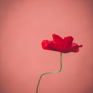 Everything I Am (Remix)