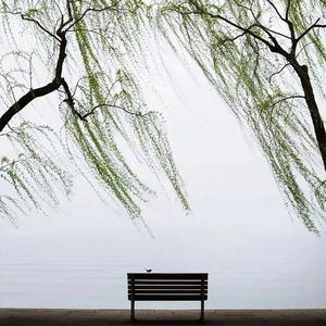 菊花台（女声版）