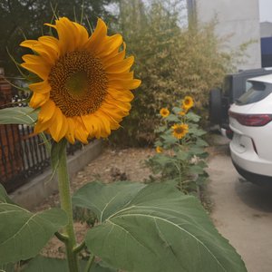 摇摇又晃晃