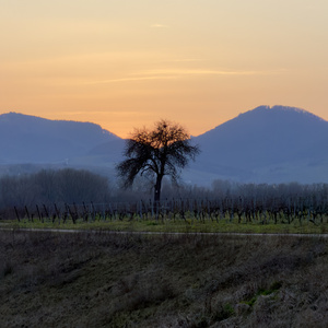 Boy (Instrumental Version)