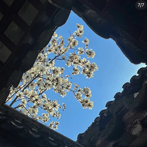 问剑白玉京（师妹可有碎银几两）