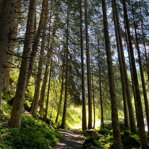 Grillenzirpen Wald Relaxing Sound