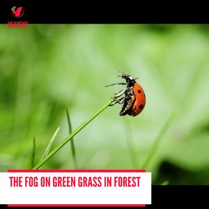 Nature Discovering Frogs