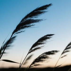 晚风的轮廓 (虎 Remix)