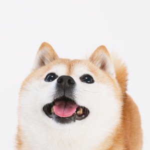 柴犬ゴンのうれしい朝さんぽ