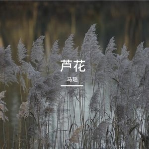 芦花（再版） 伴奏