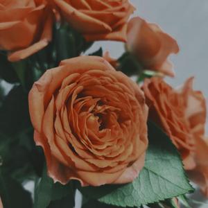 DJ Okawari-Flower has Gone（原曲Flower Dance）（朗奇 remix）