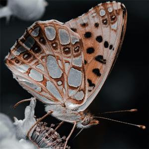 The short life of a butterfly