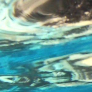 Nautilus