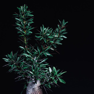 Rahula (feat. OONOO & botanik)