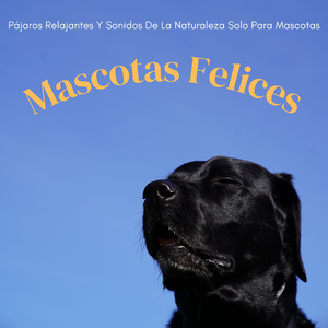 Mascotas Calmadas