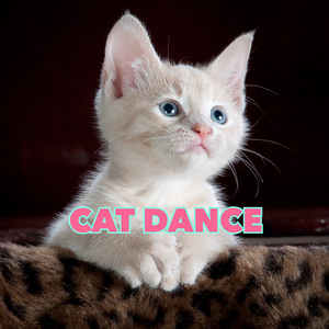 CAT DANCE