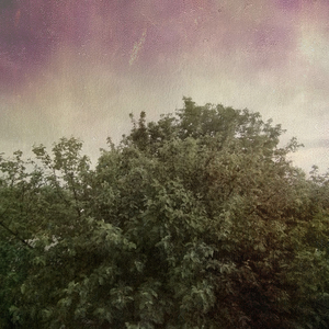 CHYPOLLINY (Speed Up)