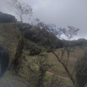 我要你（翻自 老狼）