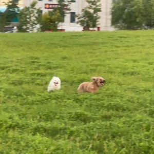 Summer Freestyle Ⅲ