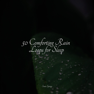 Forest, Night, Frogs