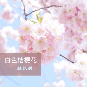 白色桔梗花（翻自 李哈哈）