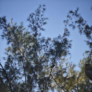 Reminiscence (The Interlude)