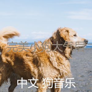 有趣训练犬情怀