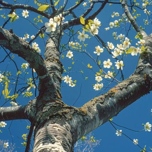 岁月里的花 毛不易莫文蔚