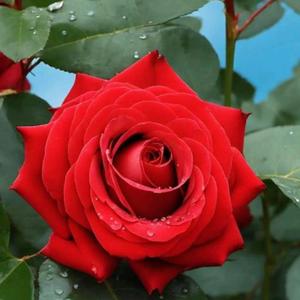 我乃哪吒三太子