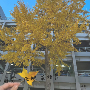 再见一面吧 在秋天
