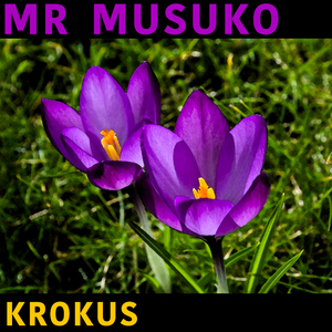 Krokus