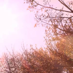 Choral Chambers (from Hollow Knight: Silksong)