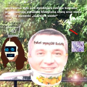 Szerszeń siedzi (live at Park Kościuszki Zgierz)