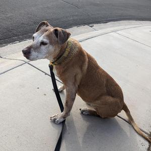 Just Another Cedar Box (Radio Edit)