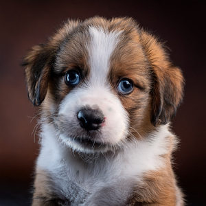 El Sofá Que Siempre Espera