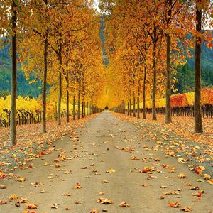 Алтын яфрак