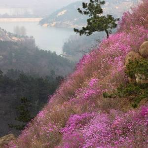 刘炽 - 崖畔上开花 (Crazy Up! Melody Mix)