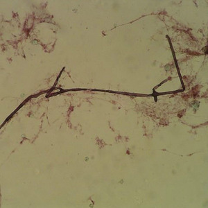 Biopoiesis: Andrea Mackie