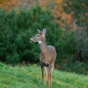 Fishin’ From the Moon