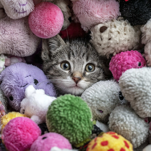 かわいいかくれんぼ