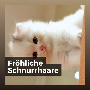 Ruhebereich der Katze