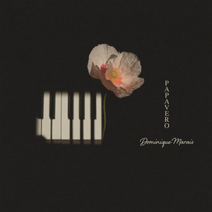 Papavero