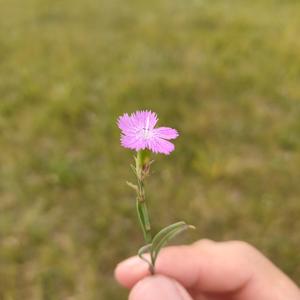 西原健一郎-Flowers （From. 西原健一郎 Silent Motorway）（FallenAngel remix）