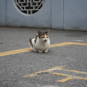 take me home, country roads