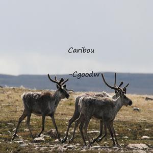 Caribou