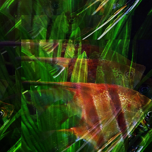 Embitterment