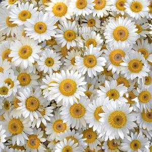 我不是你的宋冬野